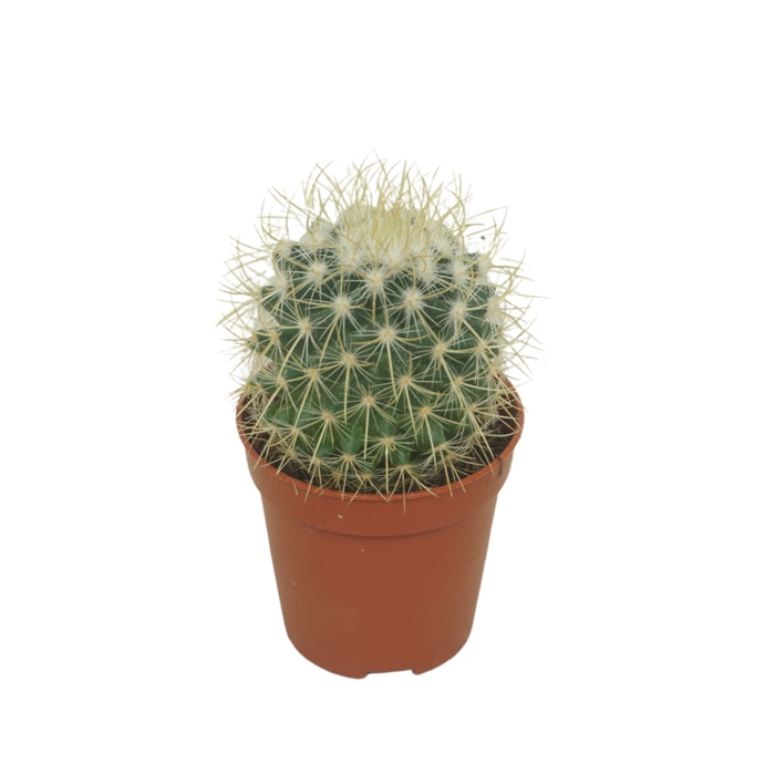 <h4>Mammillaria rhodantha subsp. rhodan</h4>