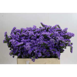 Limonium Martin Blue
