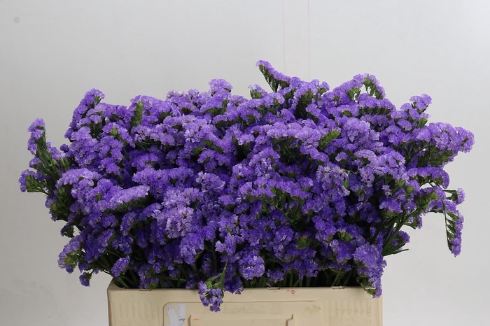 <h4>Limonium Martin Blue</h4>
