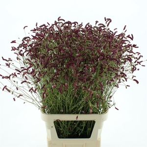 Sang Officinalis