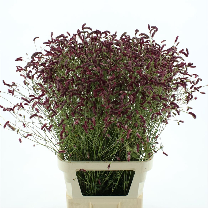 <h4>Sang Officinalis</h4>