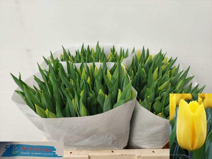 <h4>TU EN STRONG GOLD</h4>