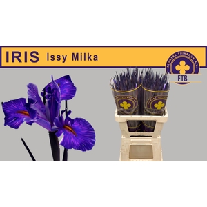 IRIS OV