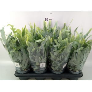 Phlebodium aureum 'Blue Star'
