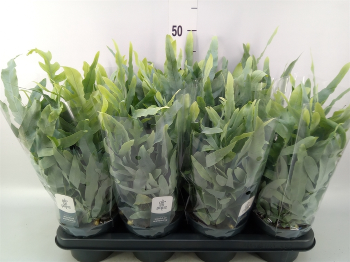 <h4>Phlebodium aureum 'Blue Star'</h4>