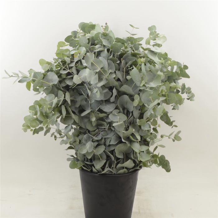 Eucalyptus Cinerea (per Bos)