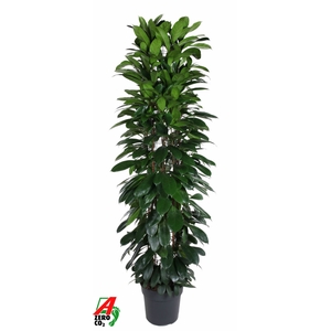 Ficus cyathistipula
