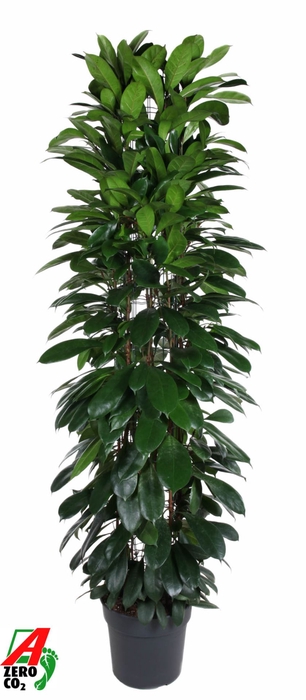 <h4>Ficus cyathistipula</h4>