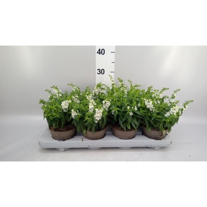 Angelonia  'Serena White'