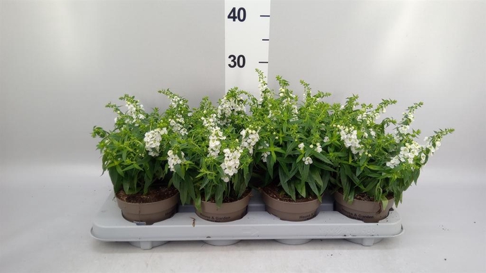 <h4>Angelonia  'Serena White'</h4>