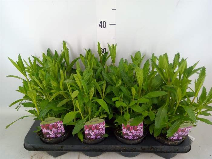 <h4>Verbena bonariensis</h4>
