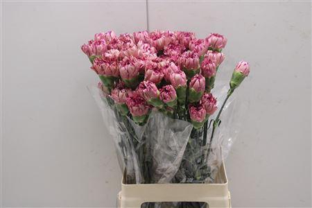 <h4>Di St Viper Wine</h4>