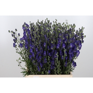 Aconitum Napellus