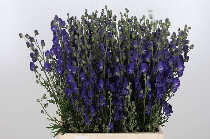 <h4>Aconitum Napellus</h4>