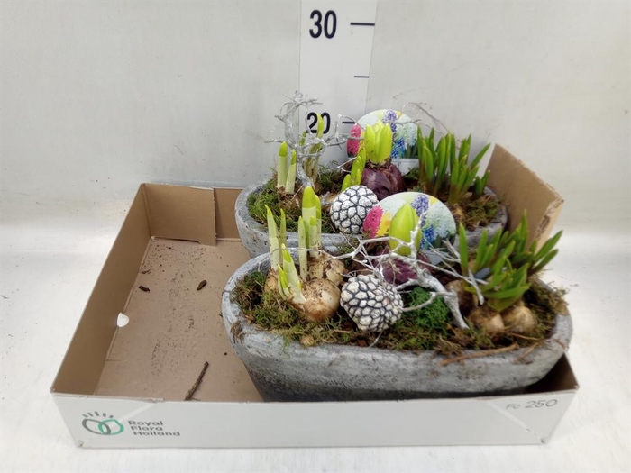 <h4>Arr. Bol/Knolgewas L%</h4>