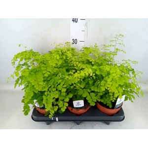 Adiantum raddi. 'Fragrans'
