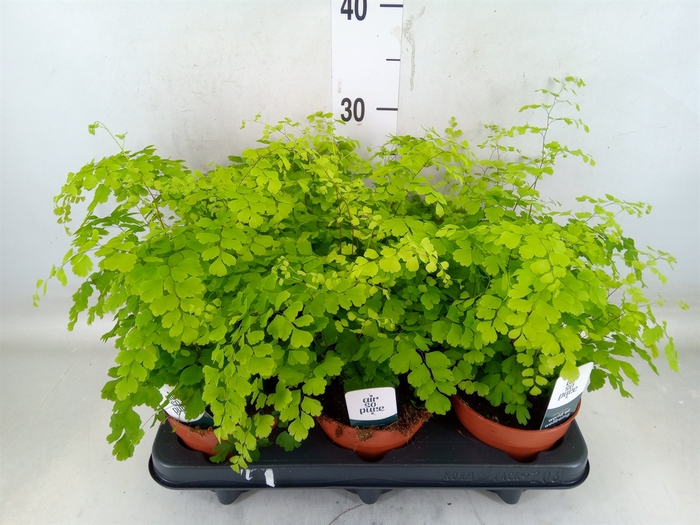 <h4>Adiantum raddi. 'Fragrans'</h4>