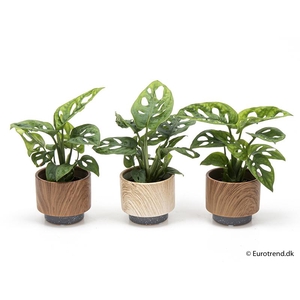 MONSTERA ADANSONII P6 E 2092