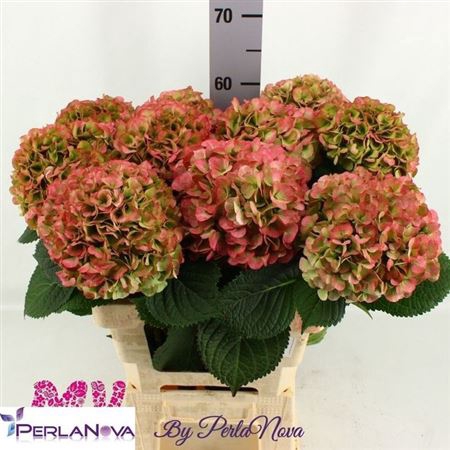 <h4>Hydr M My Vienna Cl</h4>