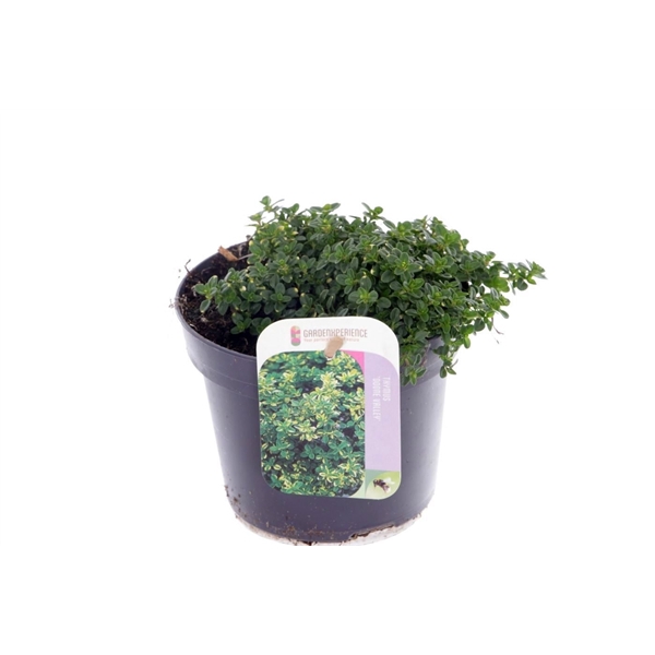 <h4>Thymus citr. Doone Valley</h4>