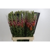 Antirrhinum Potomac Dark Orange