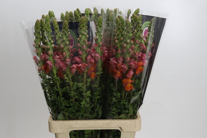 <h4>Antirrhinum Potomac Dark Orange</h4>