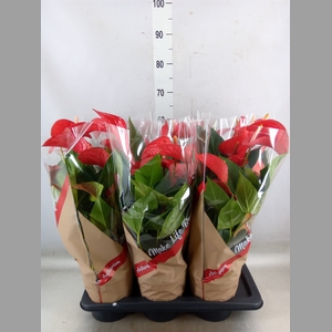 Anthurium andr. 'Red Bull'