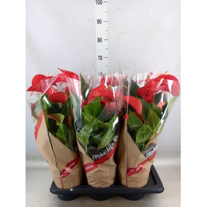 Anthurium andr. 'Red Bull'