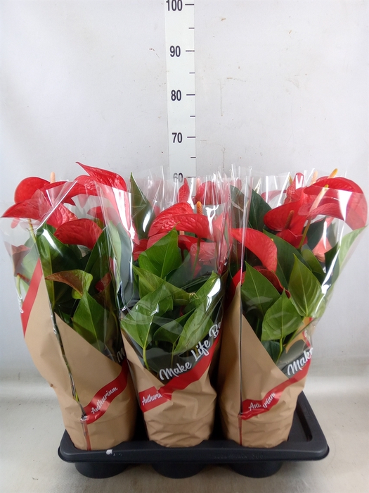 <h4>Anthurium andr. 'Red Bull'</h4>
