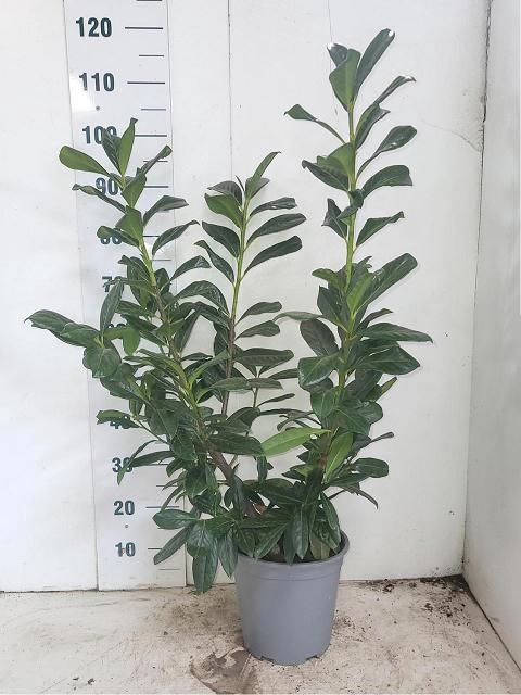 <h4>PRUN LA NOVITA</h4>