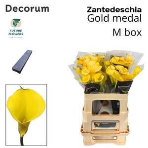 Zantedeschia  'Gold Medal'