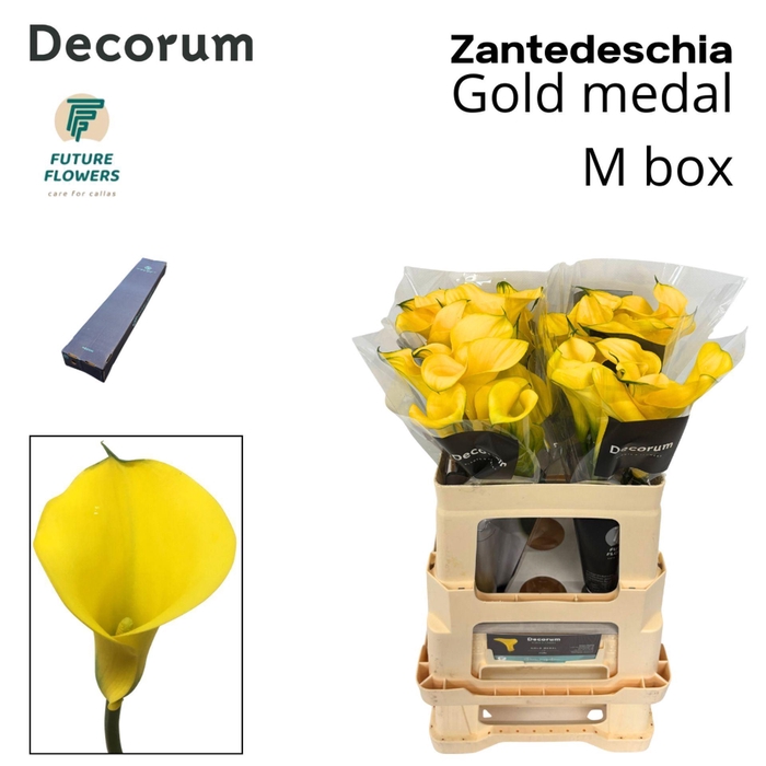 <h4>Zantedeschia  'Gold Medal'</h4>