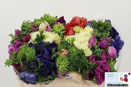 <h4>ANEM GEM BS</h4>