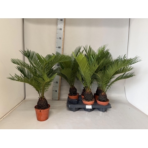 CYCAS REVOLUTA