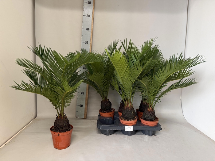 <h4>CYCAS REVOLUTA</h4>