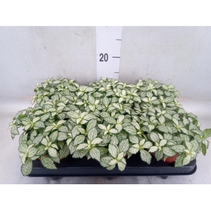 Fittonia  'Mosaic White Forest Fla'