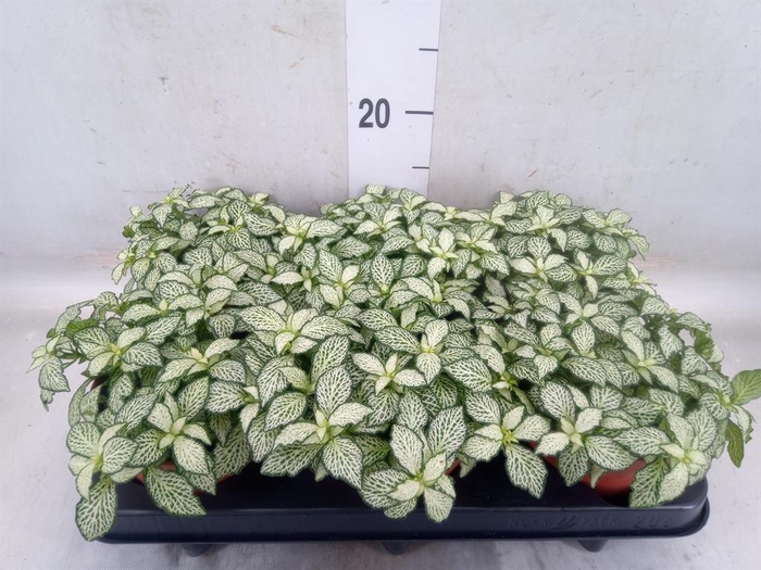 <h4>Fittonia  'Mosaic White Forest Fla'</h4>