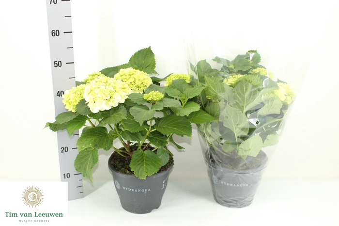 <h4>HYDR M CRYSTAL PALAC</h4>