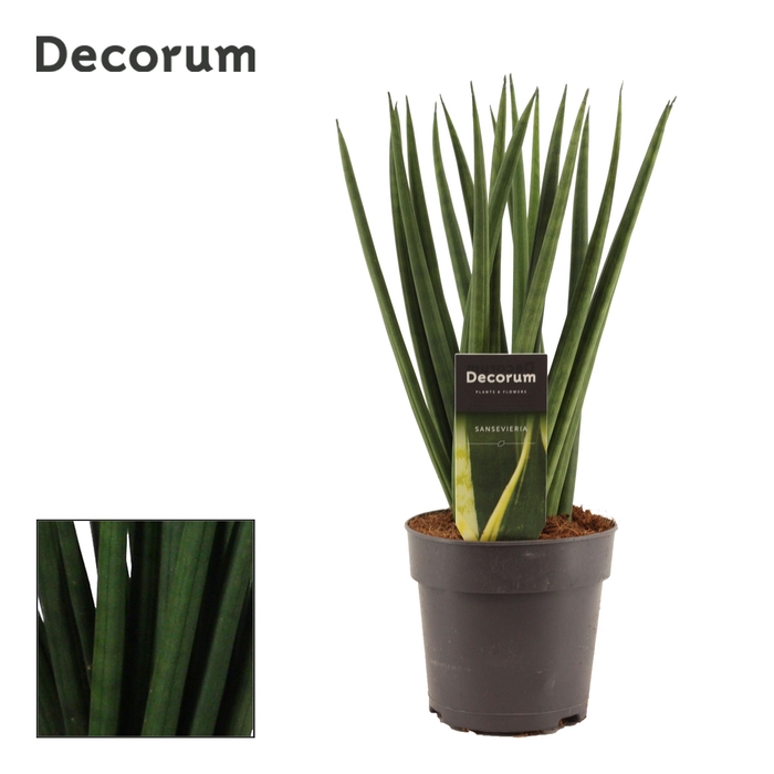 <h4>Sansevieria Cylindrica 12 cm Spaghetti (Decorum)</h4>