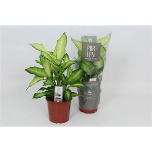 Purify Dieffenbachia Summer Style 17 cm