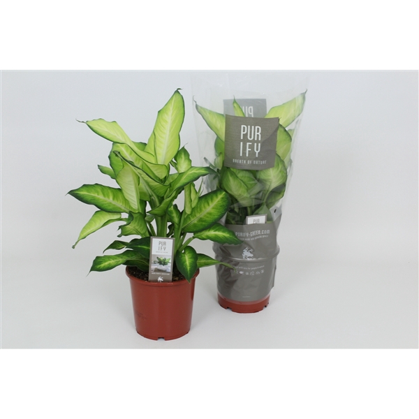 <h4>Purify Dieffenbachia Summer Style 17 cm</h4>