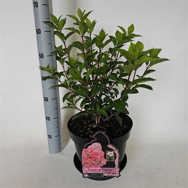 <h4>Hydrangea paniculata Vanille-Frais</h4>
