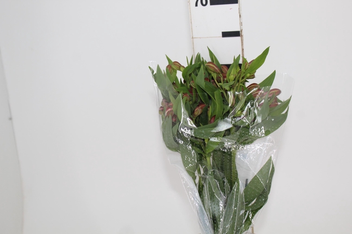 <h4>ALSTROEMERIA MILOS 070 CM</h4>