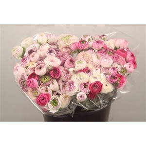 Ran. Elegance Rose Cappucino Extra