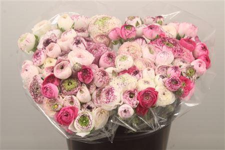 <h4>Ran. Elegance Rose Cappucino Extra</h4>