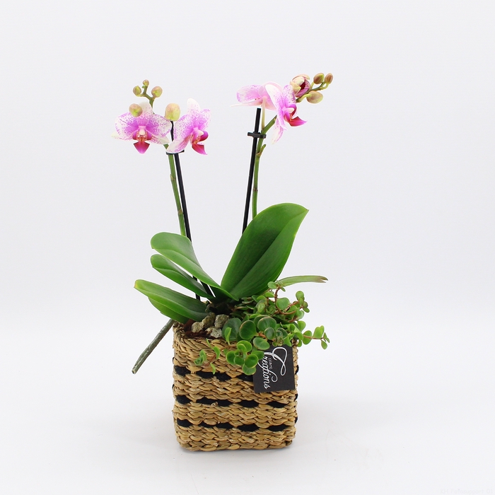 <h4>PHAL-2415RZ Phalaenopsis creatie</h4>