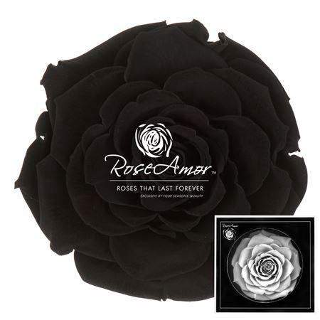 <h4>Bonita Bla01</h4>