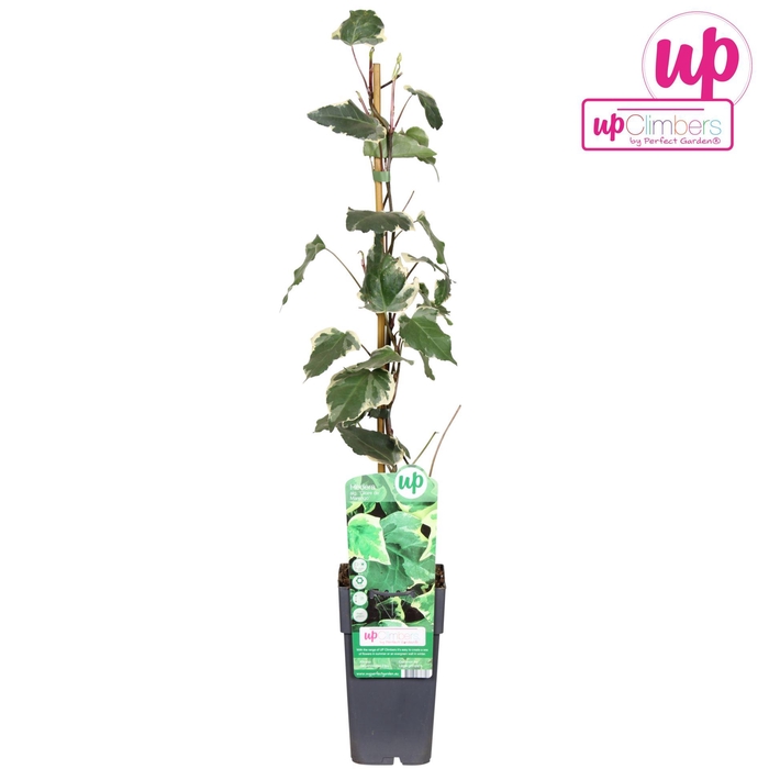 <h4>Hedera Gloire de Marengo</h4>