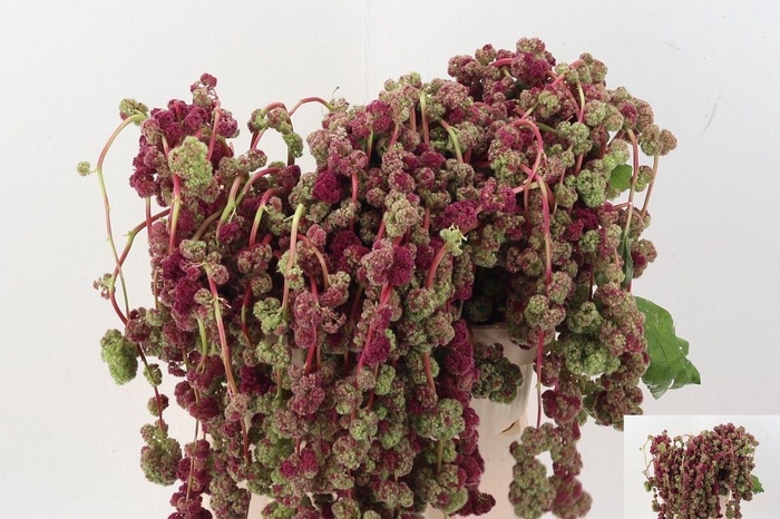 <h4>AMAR CA MIRA</h4>