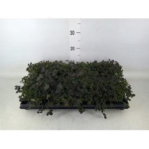 Trifolium repens 'Dark Debbie'